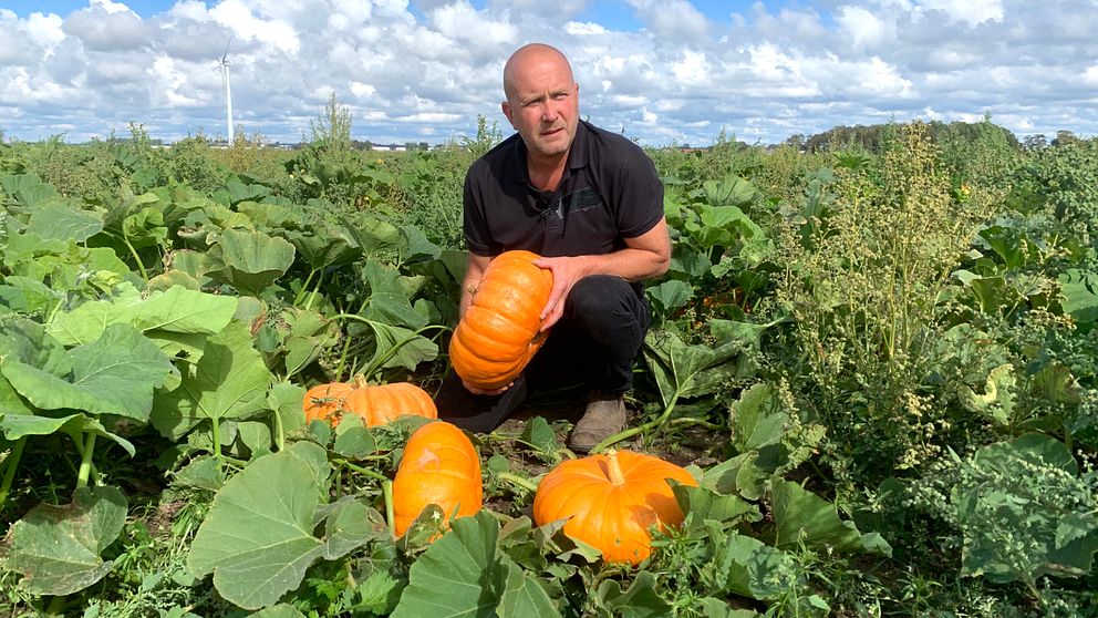 Odlaren Magnus Magnusson med några av sina drygt 30.000 pumpor på det sex hektar stora fältet.