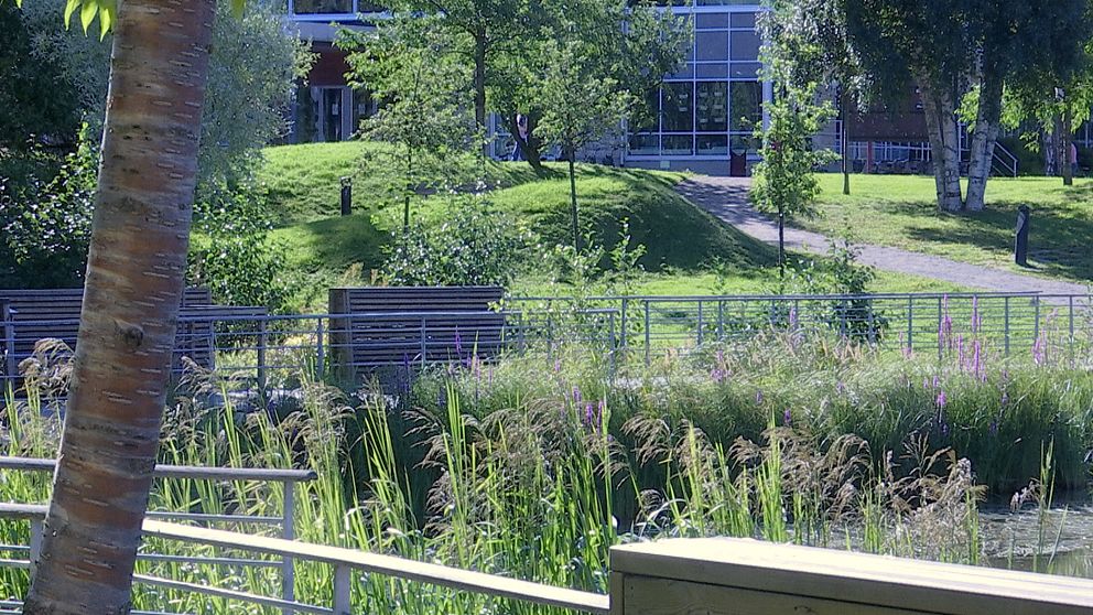 Utsikt över campusdammen på Umeå universitet, träd, vass och växtlighet i förgrunden, Universum-huset syns i bakgrunden.