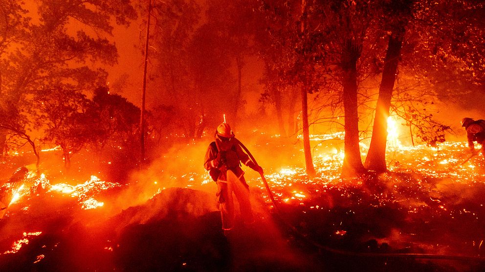 Flera stora bränder härjar i Kalifornien. Bilden visar en brandman som kämpar mot den så kallade Creek-branden.
