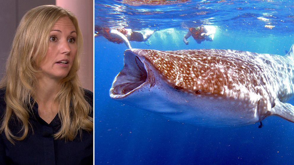 Louise Carlsson, biolog och naturvårdsexpert på WWF. Valhajen är världens största levande fiskart.