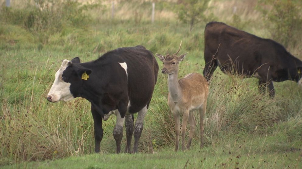 En dovhjort står tillsammans med kor i en kohage