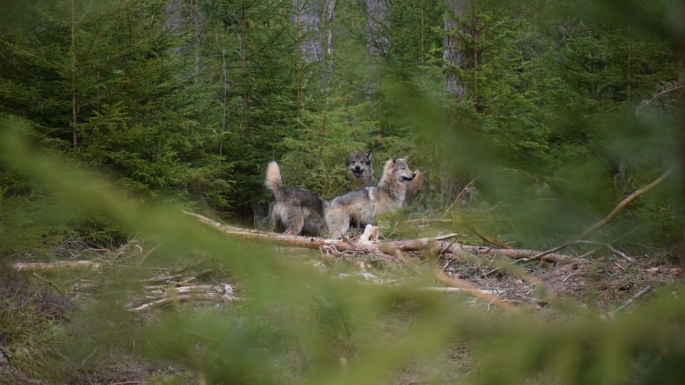vargflock utanför Hallstahammar