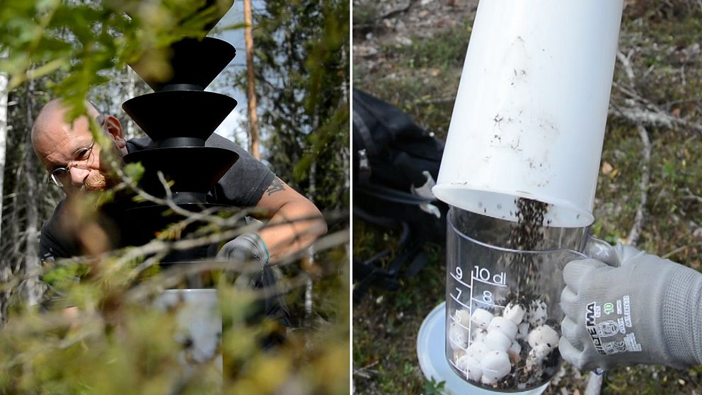 Det luktar lite gödsel och unket”, säger Joel Lindqvist om de torkade granbarkborrarna. Här tömmer han några av fällorna mellan Södertälje och Järna.