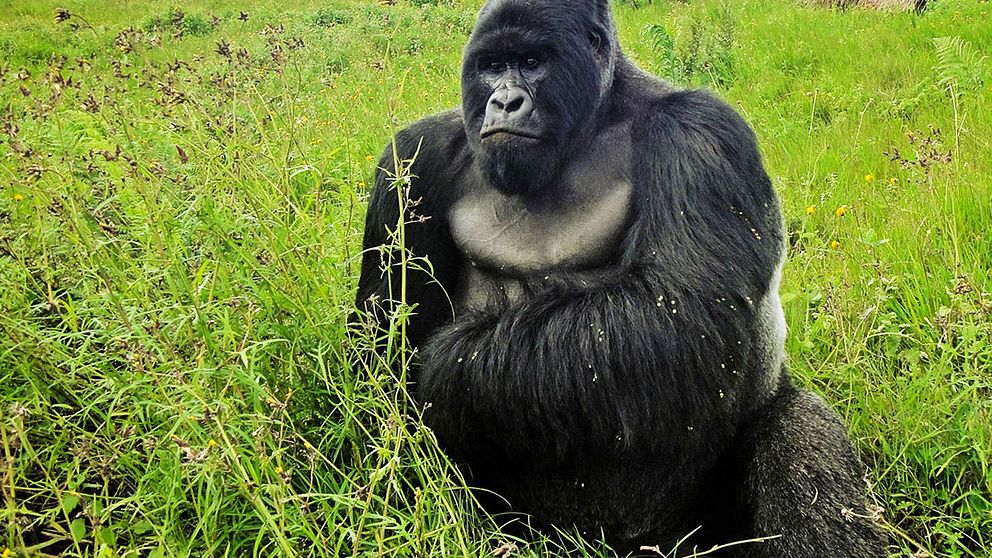 Utrotningshotad bergsgorilla svårt inavlad | SVT Nyheter
