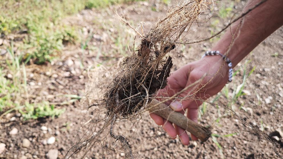 Flertalet hampaplantor hade ryckts upp med rötterna ur jorden.