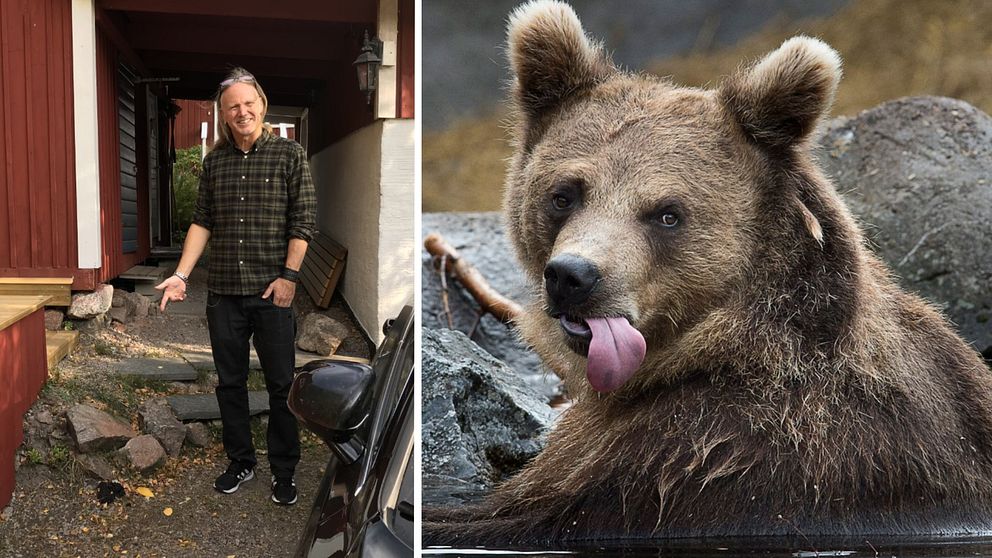 Bilden är ett collage. Vänster del: Ulf Gabrielsson pekar på björnspillning. Höger del: En björn ligger i vattnet.