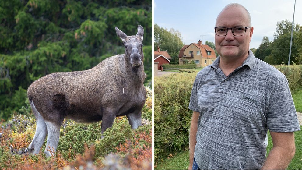 En älg i skogen och Bo Sjögren som en gång krockade med en älg.