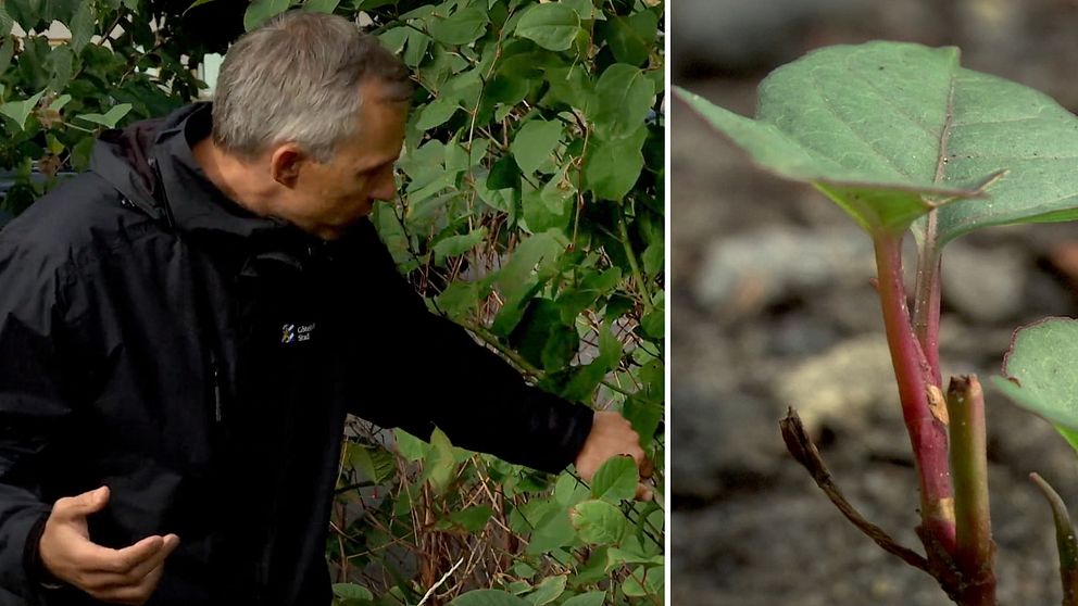 Starta klippet för att se Jeremy Mcclure på park -och naturförvaltningen i Göteborg visa hur du ska göra för att kontrollera om växten verkligen är parkslide