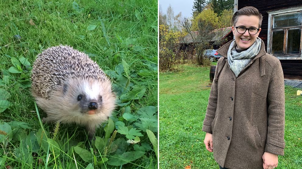 En igelkott på en gräsmatta och Ellen Andreason från Naturskyddsföreningen.