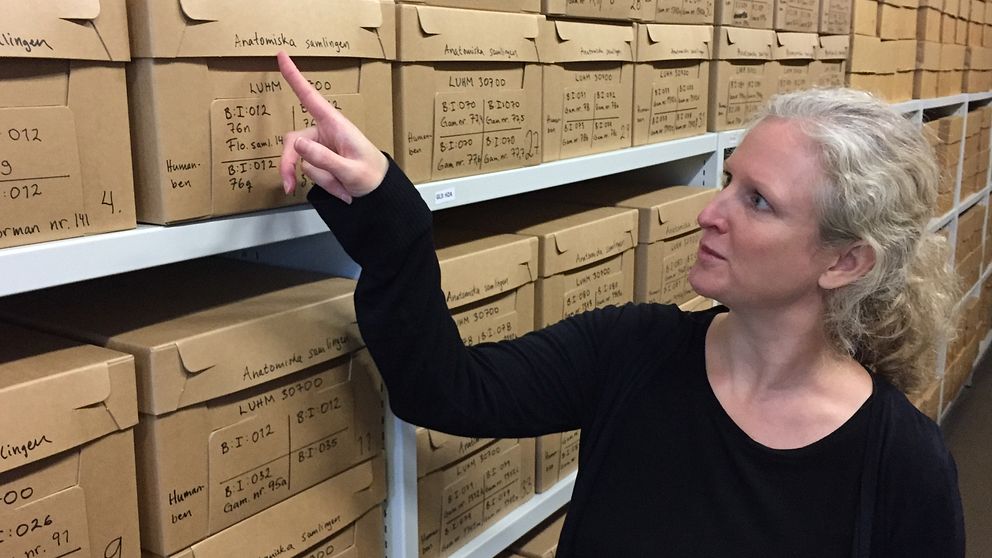 Jenny Bergman, antikvarie på Historiska museet vid Lunds universitet står i museets magasin och pekar mot en av lådorna med titeln ”Anatomiska samlingen” som innehåller samiska kvarlevor.