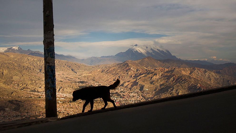 Gatuhund i Bolivia. I Sydamerika är man nära att vaccinera bort rabies från hundar.