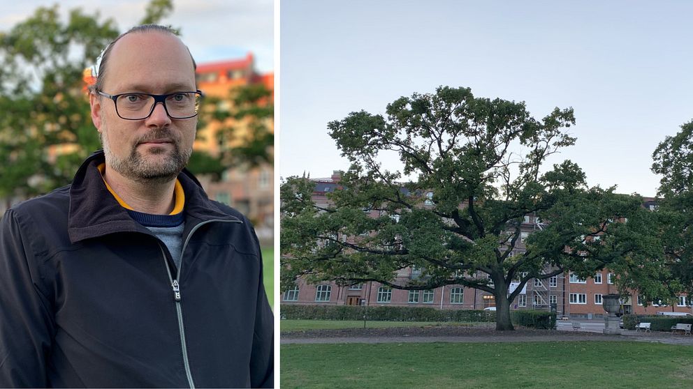Till vänster Andréas Hall, utvecklingsingenjör på Helsinborgs stad. Till höger stort träd i Helsingborg.