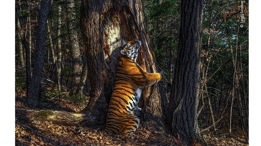 En sibirisk tiger omfamnar en trädsstam i östra Ryssland.