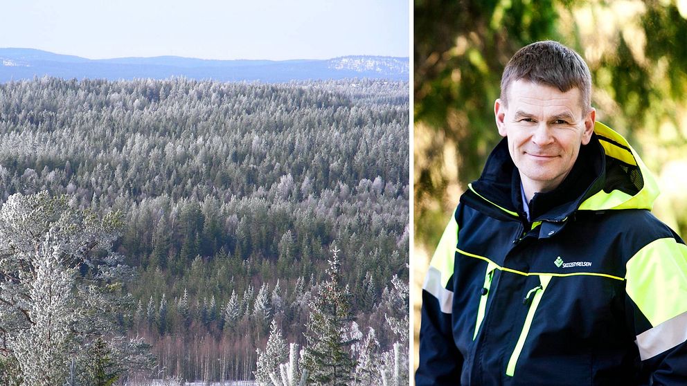 Dubbelbild. Till vänster vybild över snöpudrad granskog. Till  höger Herman Sundqvist, generaldirektör på Skogsstyrelsen. Han står i en skog och har på sig en gulsvart jacka