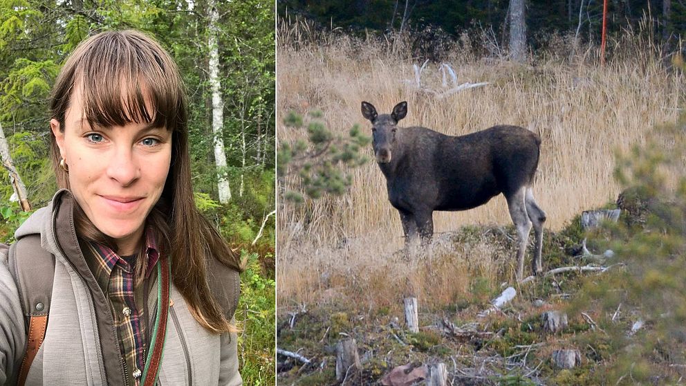 Dubbelbild. Till vänster Linnéa Aronsson ute i skogen. Till höger en arkivbild på en älg på ett hygge.