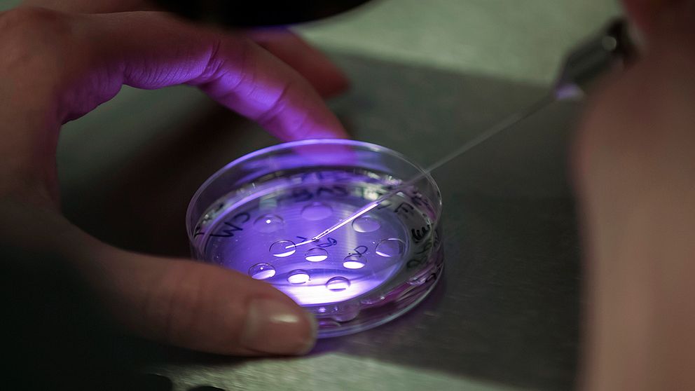För första gången någonsin har forskare lyckats genmodifiera mänskliga embryon – något som skapar oro i forskarvärlden: ”Deras forskning bör ses som en kraftig varning för de som tror att tekniken är redo att för att genomföra tester i syfte att utplåna ärftliga sjukdomar”, säger stamcellsbiolog George Daly.