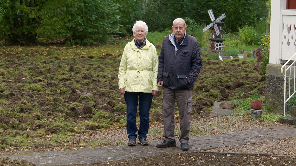 Allan och Greta Gustafssons står framför sin totalt uppbökade gräsmatta.