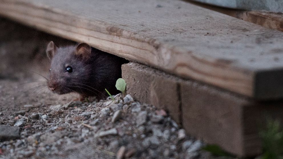 En brun råtta kikar fram under en trätrall.