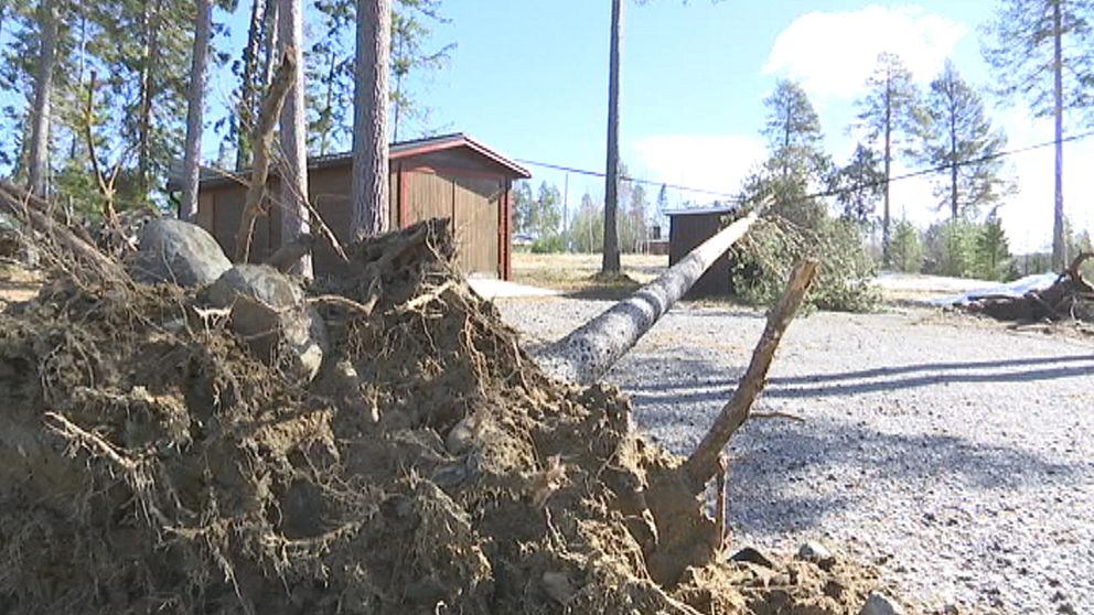 Flera träd föll över elledningar i samband med stormbyar i Boviken utanför Skellefteå den 8 april.