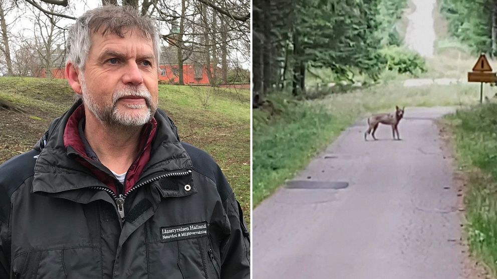 Enligt Martin Broberg, naturvårdshandläggare på Länsstyrelsen i Halland, har vargar som inte etablerat sig någonstans lätt för att röra sig långa avstånd.