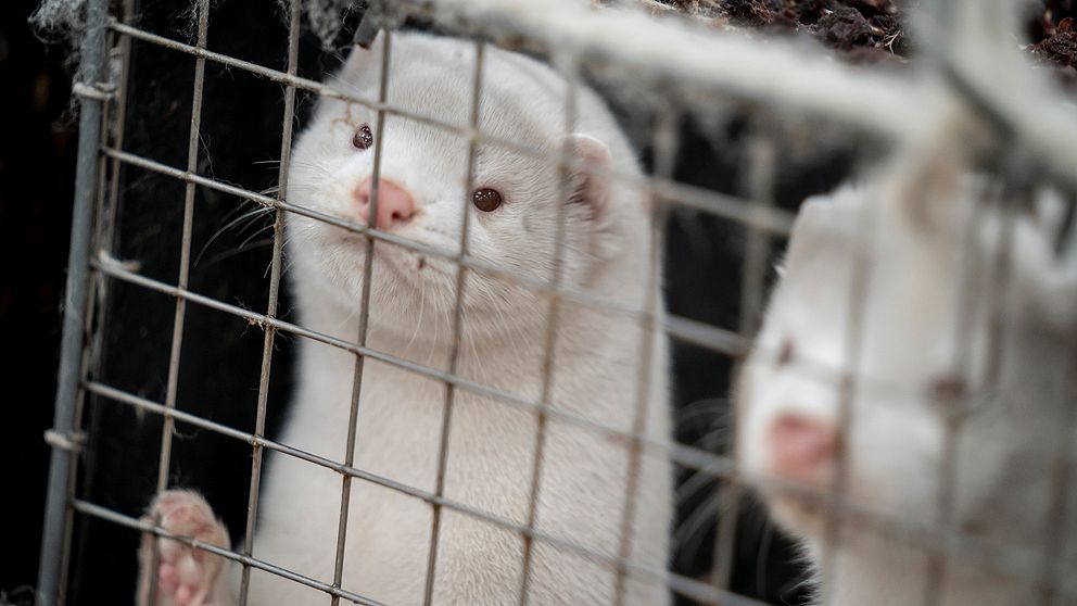 Minkar på minkfarm i Danmark