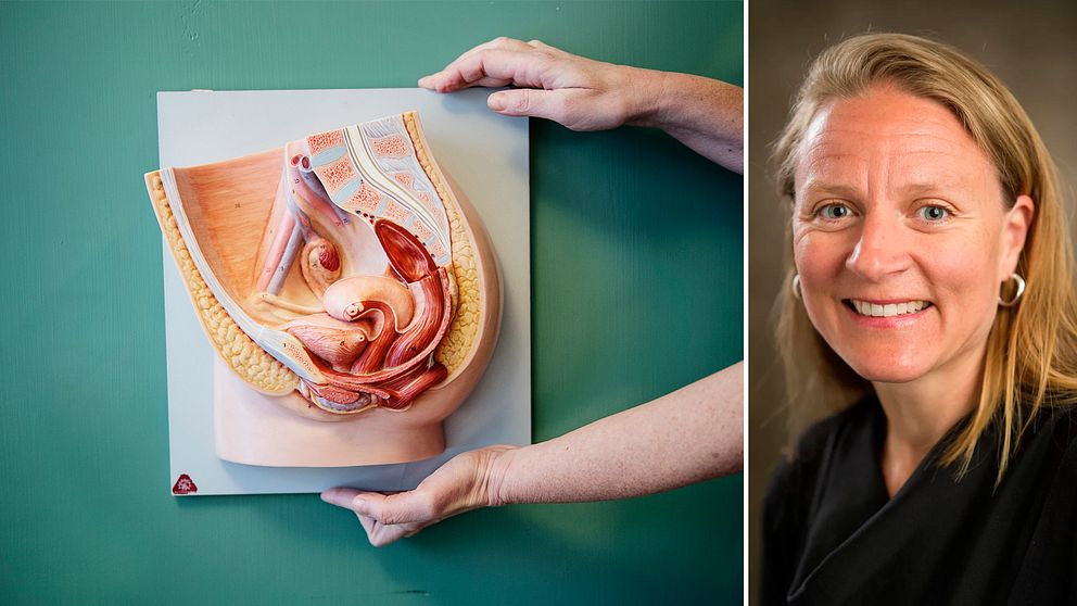 Anatomisk modell över en kvinnas underliv och gynekologen, överläkaren och forskaren Helena Kopp Kallner.