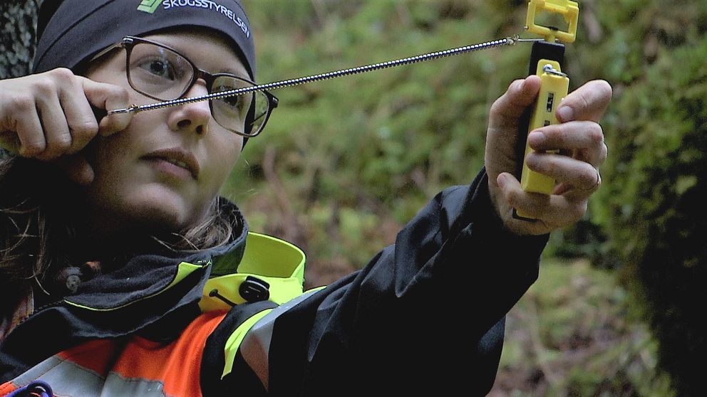 Ung kvinna står i skogen med ett relaskop i händerna (en gul plastsak med en kedja). Kvinnan har glasögon och en mössa med texten Skogsstyrelsen på. Hon har en svart och gul/orange jacka.