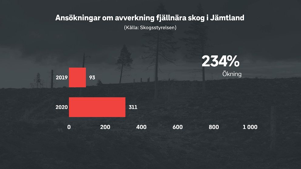 Grafisk bild med rubriken ”Ansökningar om avverkning fjällmärka skog i Jämtland”. Under rubriken ligger två staplar. Den för 2019 visar 93 hektar och den för 2020 visar 311 hektar. Staplarna visar hur stora arealer som ansökts om avverkning under september månad 2019 och 2020.