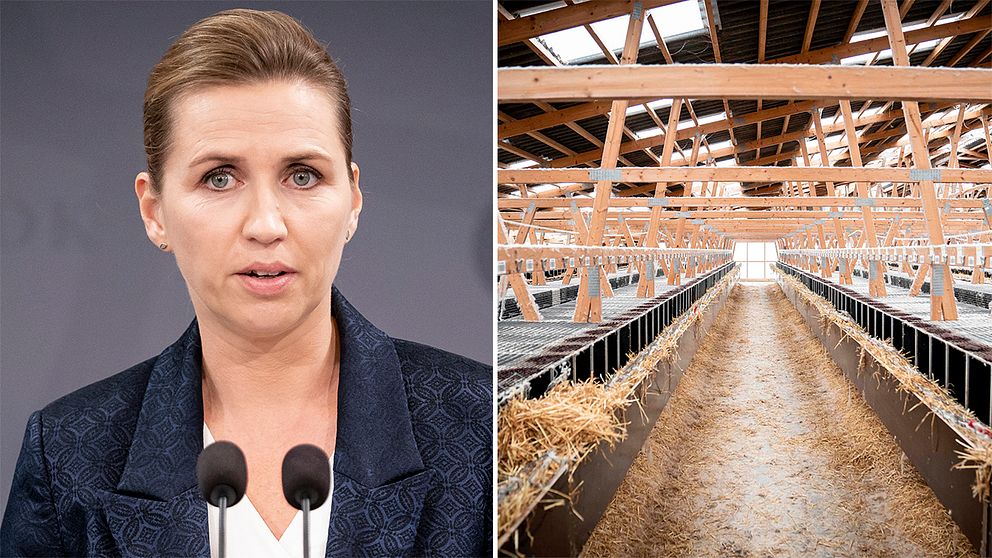 Mette Fredriksen(arkivbild)/Tom minkfarm i Næstved i Danmark