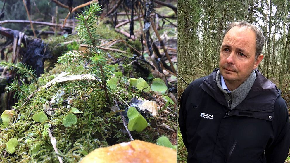 Dubbelbild. Till vänster en tät bild på en liten granplanta som växer på en mossbevuxen nedfallen trädstam. Till höger gråhårig man står i en skog och blir intervjuad. Han har en mörk jacka på sig.