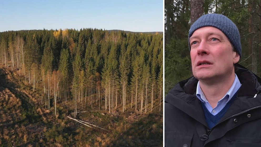 Två bilder. Till vänster en skog med kalhygge i förgrunden, till höger Lars-Johan Lander.