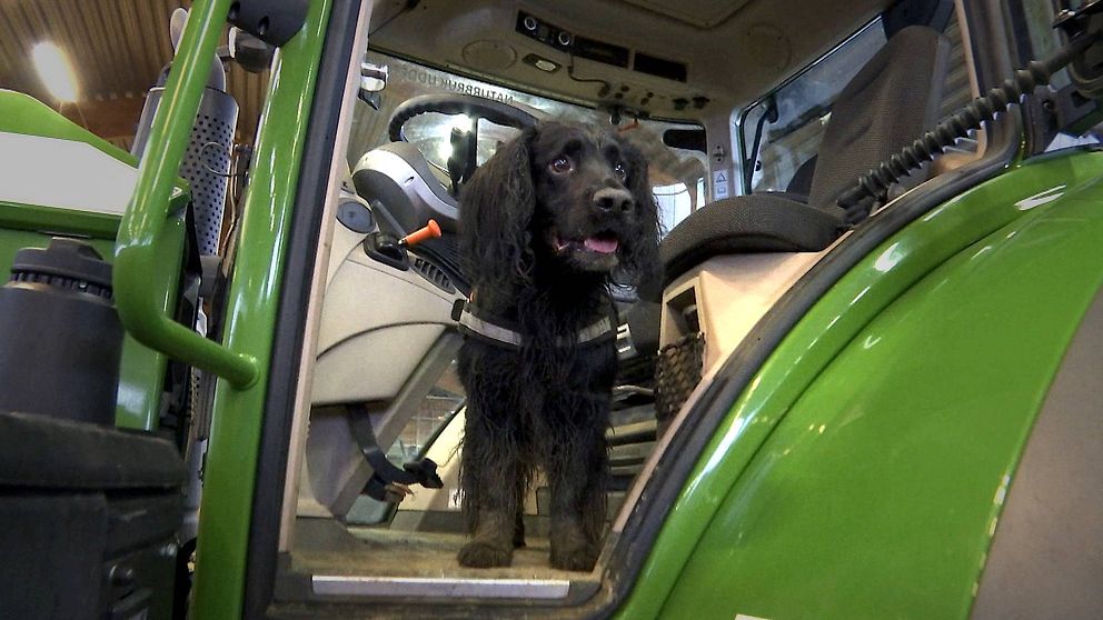 Hunden Alexander står i dörröppningen på en grön traktor