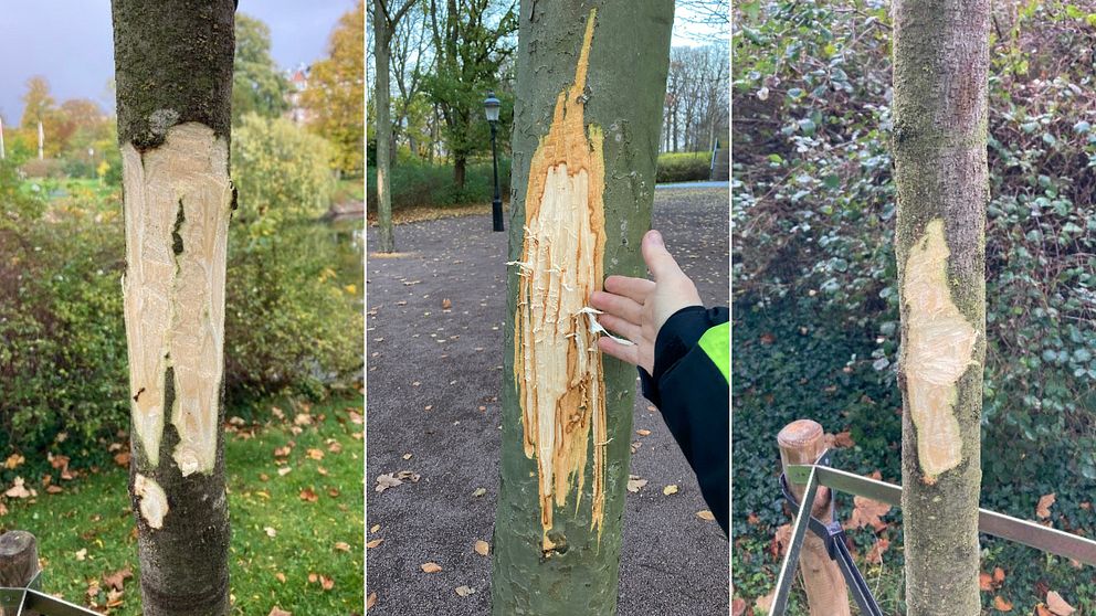 Tre av de vandaliserade träden som har fått skador på barken.