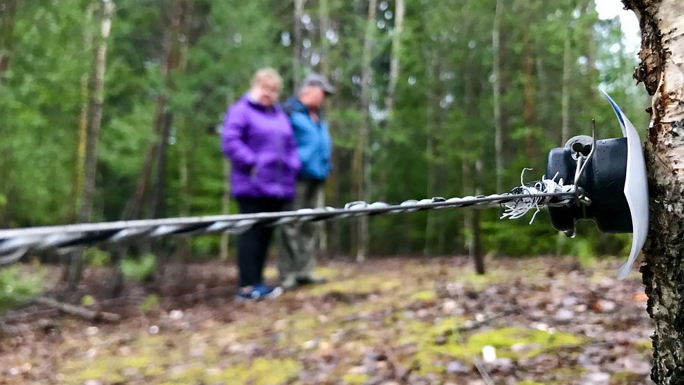 Flera familjer i Västanfors i Fagersta har drabbats hårt av bökande vildsvin. Vissa har till och med satt upp elstängsel.
