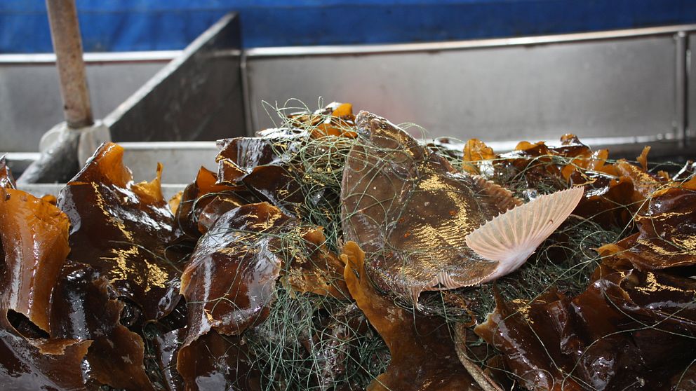 En bild på fiskegarn som draggats från Öresunds havsbotten.