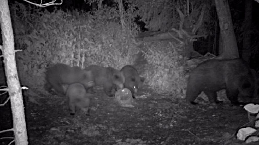 bild från åtelkamera, fyra björnungar äter på någt och en vuxen björn vid sidan