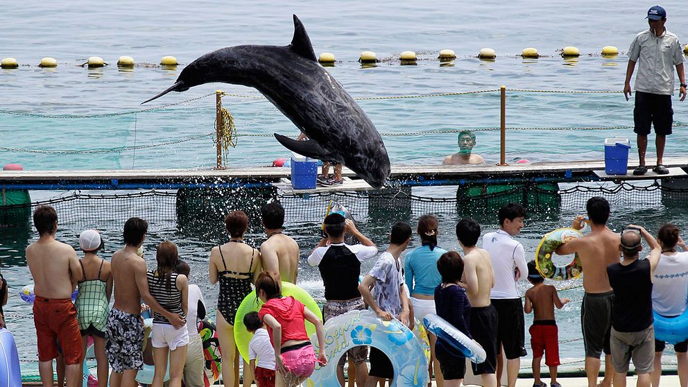 En delfinuppvisning i den utskällda staden Taiji, staden vars jakt skildras i dokumentären ”The Cove”.