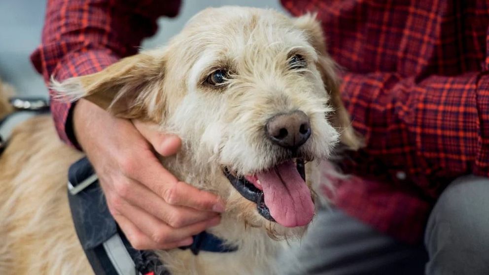 närbild en hund som klappas om