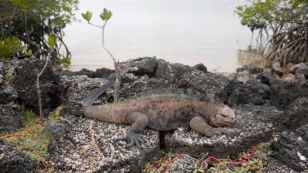 Ögruppen Galapágos i Stilla havet är en nationalpark med många speciella arter, bland dem havsleguanen Amblyrhynchus cristatus. Den som man nu oroar sig för är en ännu mer sällsynt landleguan som är rosa.