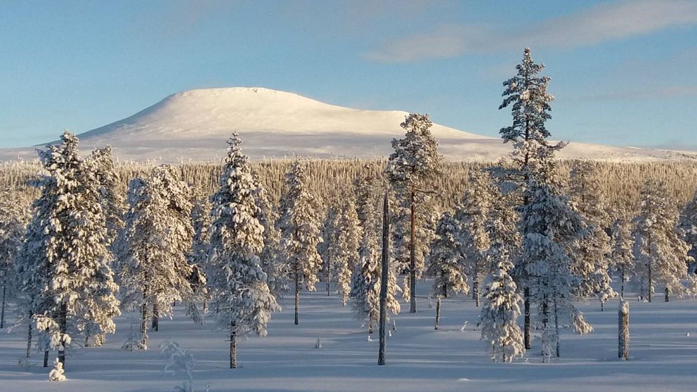 ett fjäll med massa snö, i solljus. framför står flera snöklädda träd