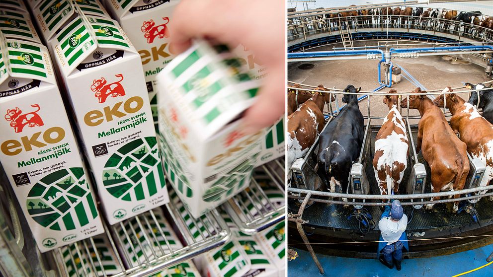 Bilden visar en mejeridisk med ekologisk mellanmjölk samt kor som mjölkas på en gård.