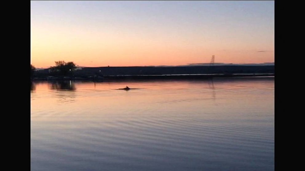 Delfin i Lindö småbåtshamn i Norrköping