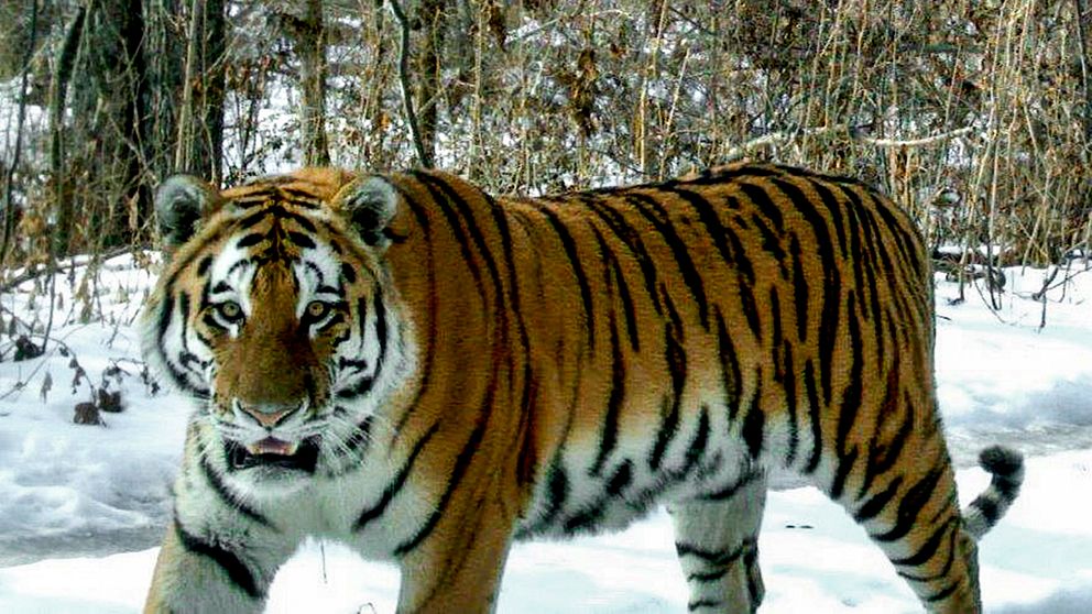 En sibirisk tiger har fotograferats i en kamerafälla. Tigrarna i Sibirien ökar i antal. Enligt den senaste inventeringen är stammen nu drygt 500 djur.