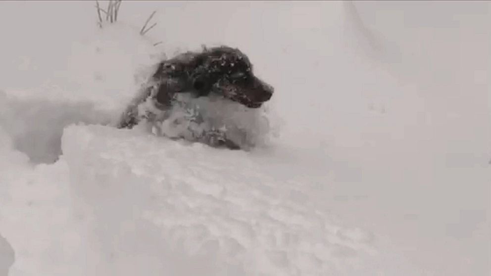Hund i snö.