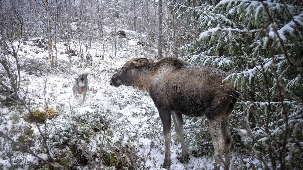 En älg står stilla i skogen framför en skällande jakthund