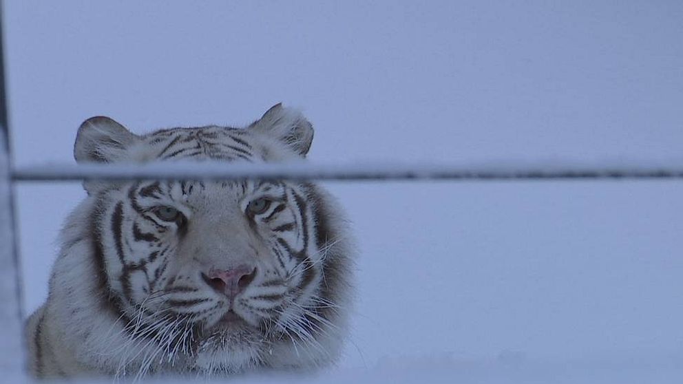 en vit tiger ute i snön