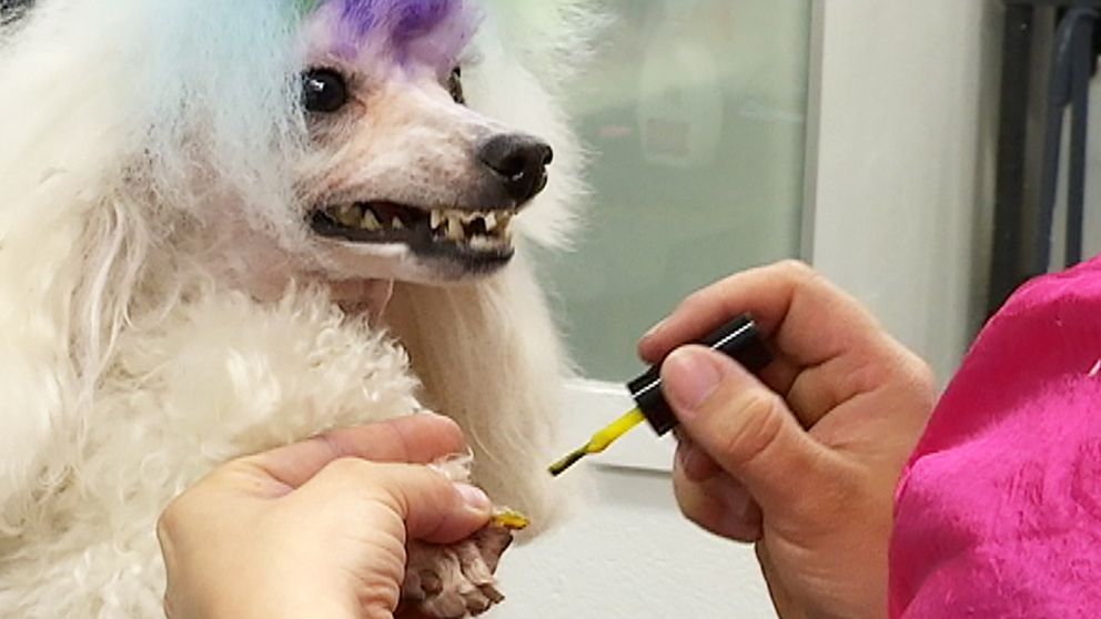 Hund får klorna målade med nagellack.
