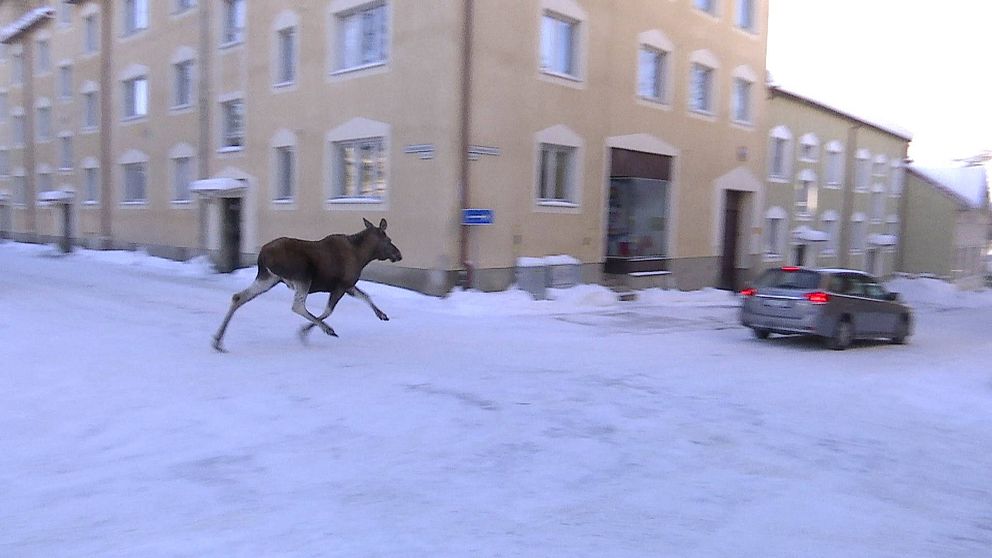 Även i mars 2021 irrade en älg runt i centrala Östersund.