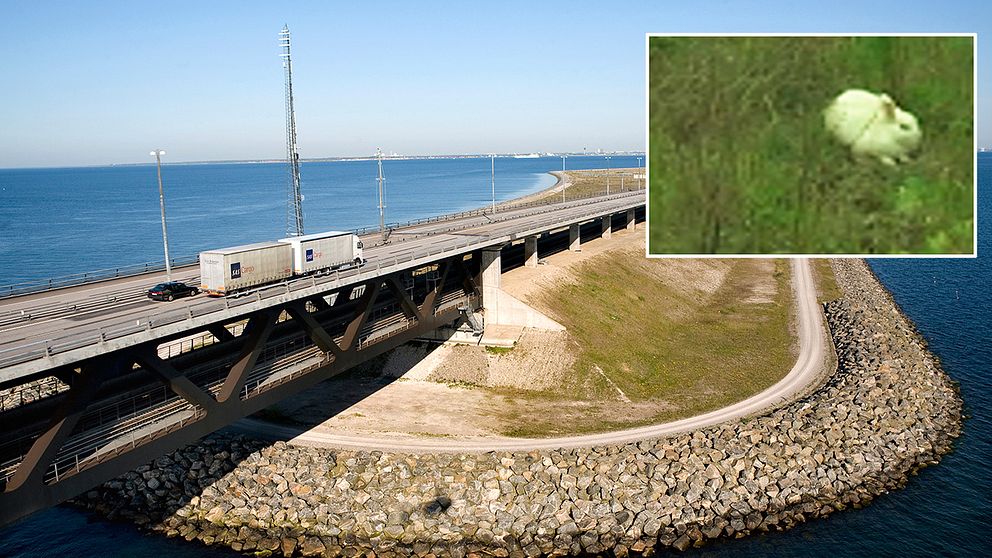 Vita kaniner finns nu på ön Pepparholm i Öresund.