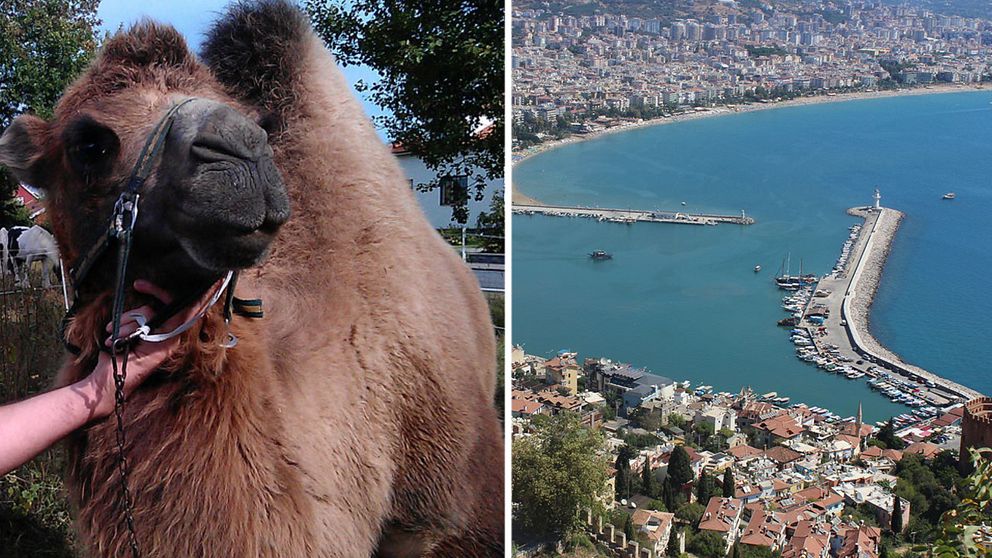 Händelsen med kamelen inträffade i staden Alanya i sydvästra Turkiet.